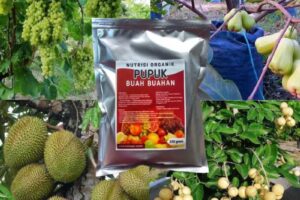 Pelebat Buah