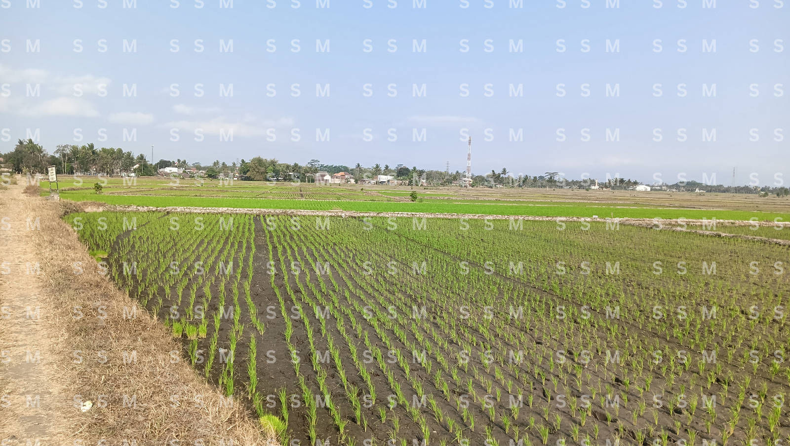 Foto kondisi sawah